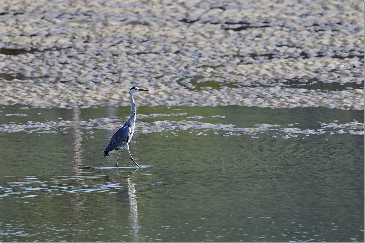 Z8M_0911_blog