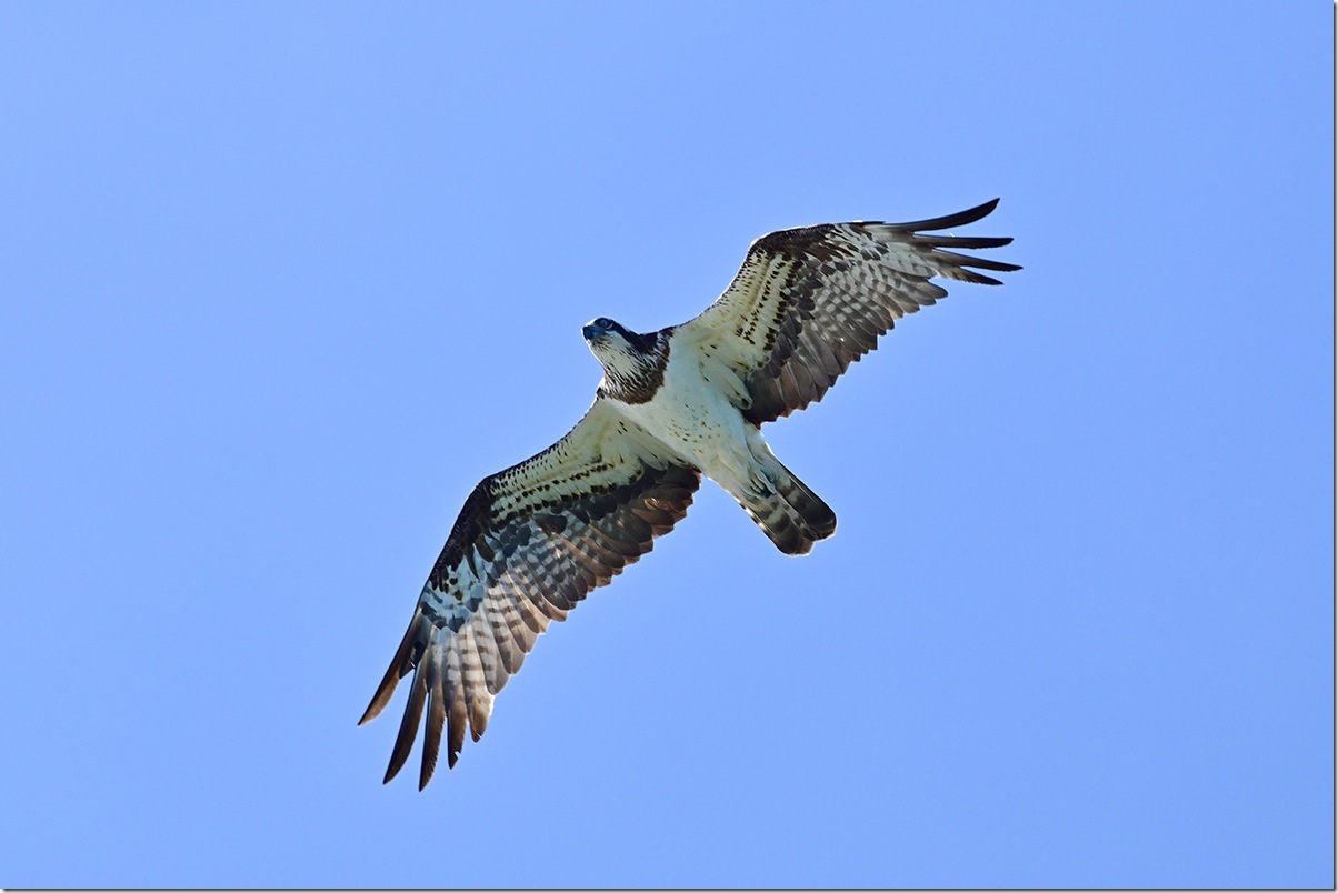 Z8M_0929_blog
