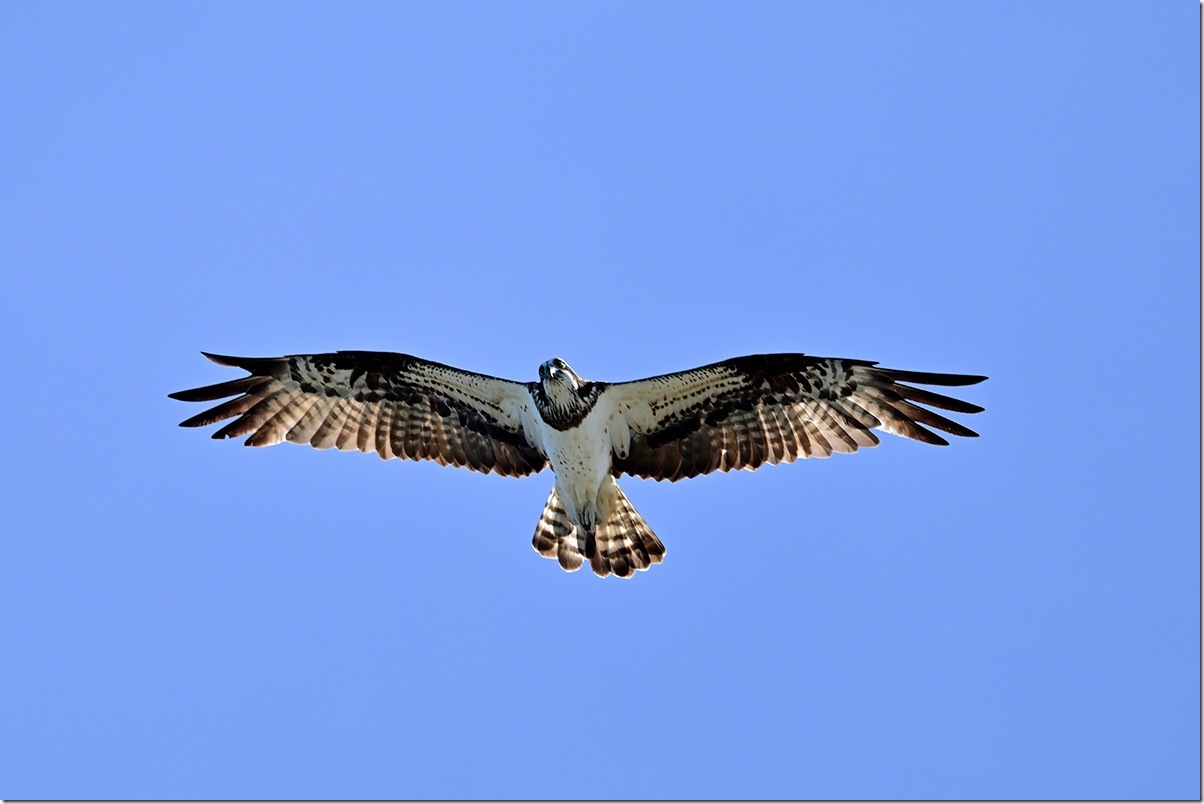 Z8M_0961_blog