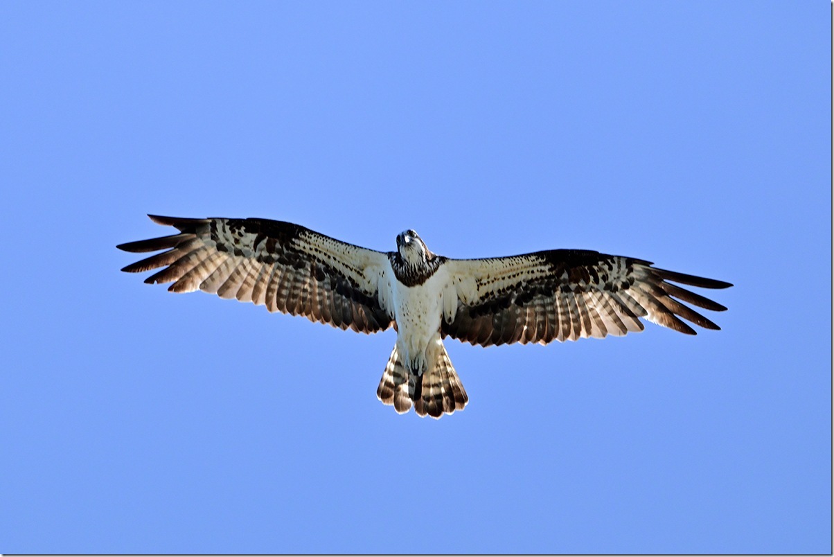 Z8M_0971_blog