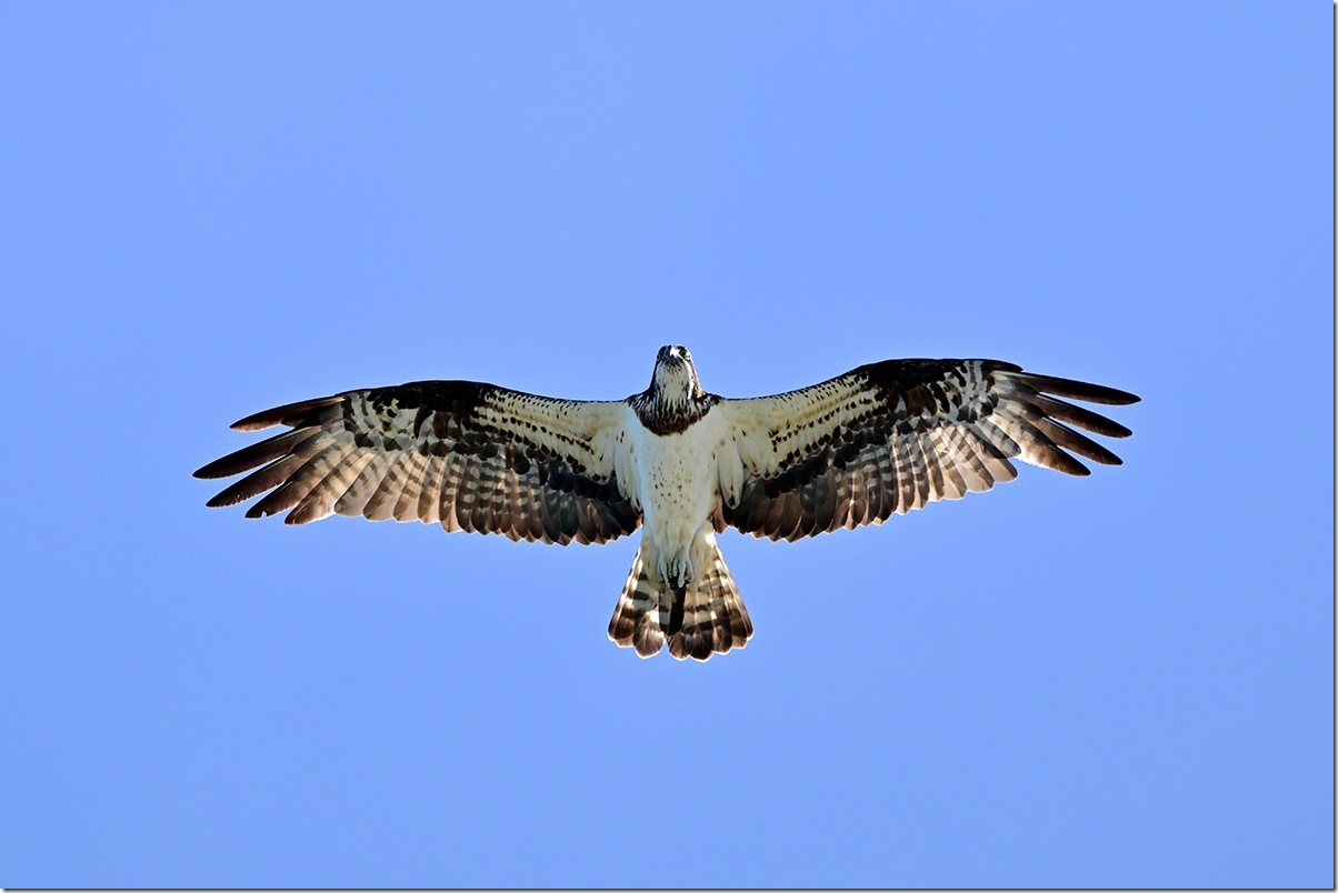 Z8M_0982_blog