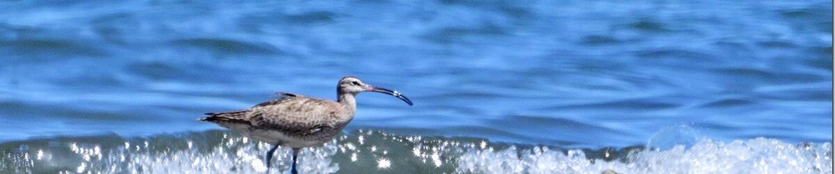 Z8M_1342_blog_thumb-1