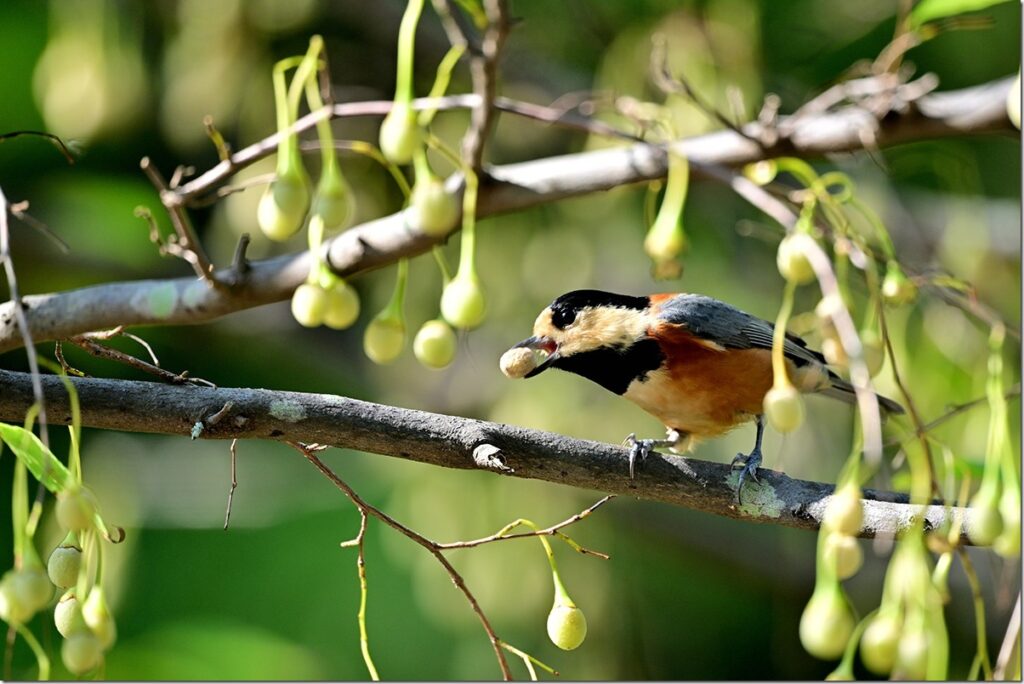 エゴノキとヤマガラ | マリンスケープ
