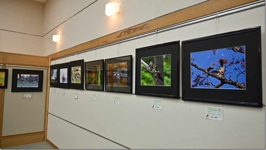 野鳥写真展見学 | マリンスケープ