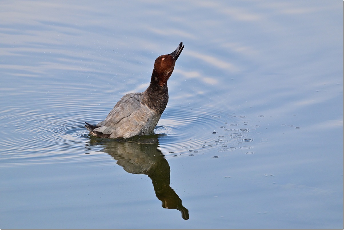 Z8M_2790_blog