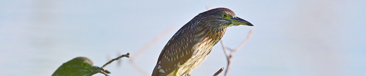 Z8M_3640_S