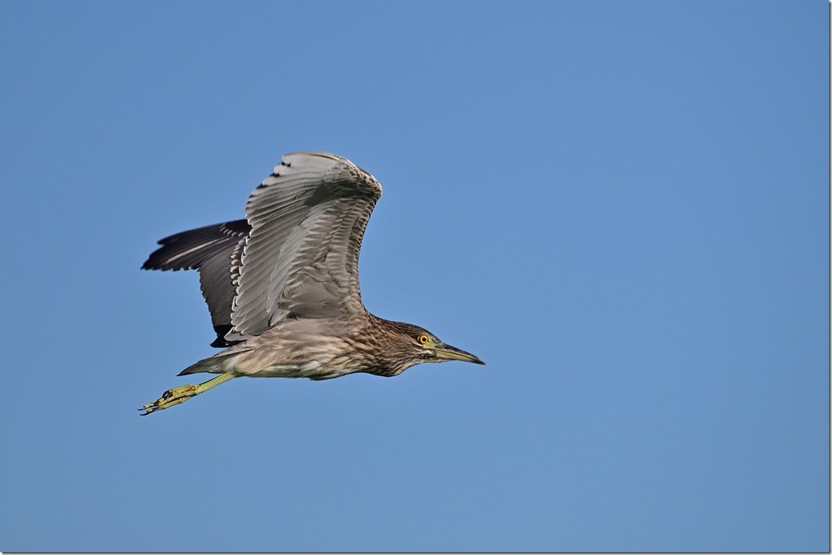 Z8M_3977_blog