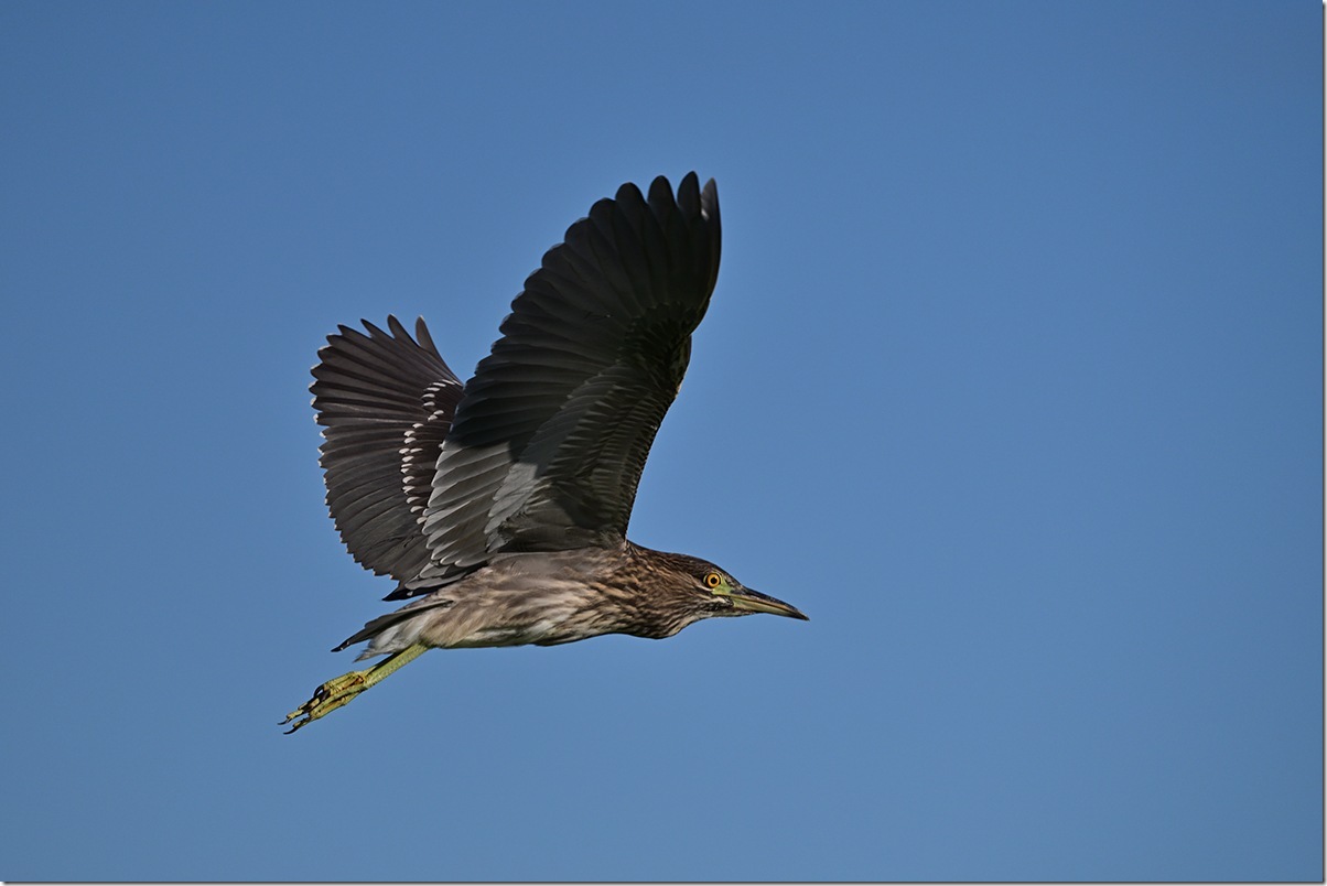 Z8M_3978_blog