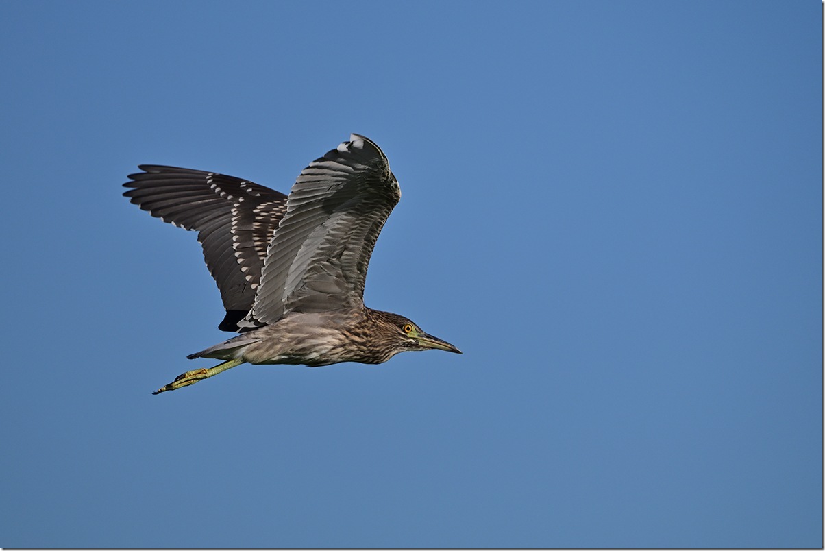 Z8M_3988_blog