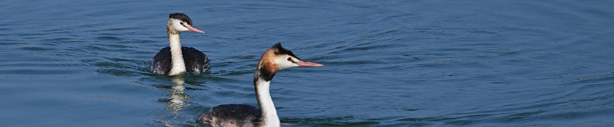 Z8M_5345_S