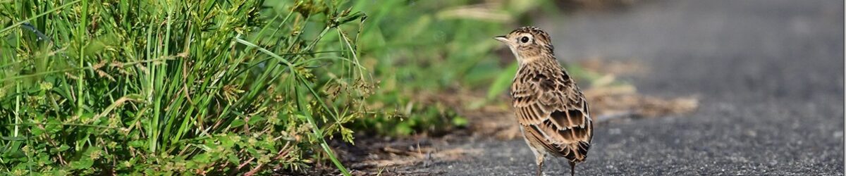 Z8M_5879_blog_thumb-1