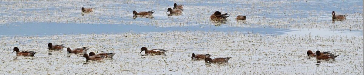 Z8M_7393_blog_thumb-1