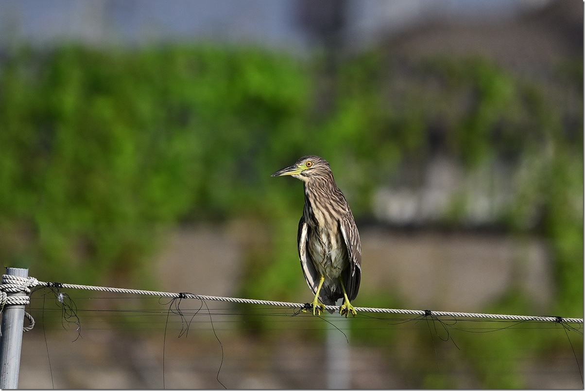 Z8M_8637_blog