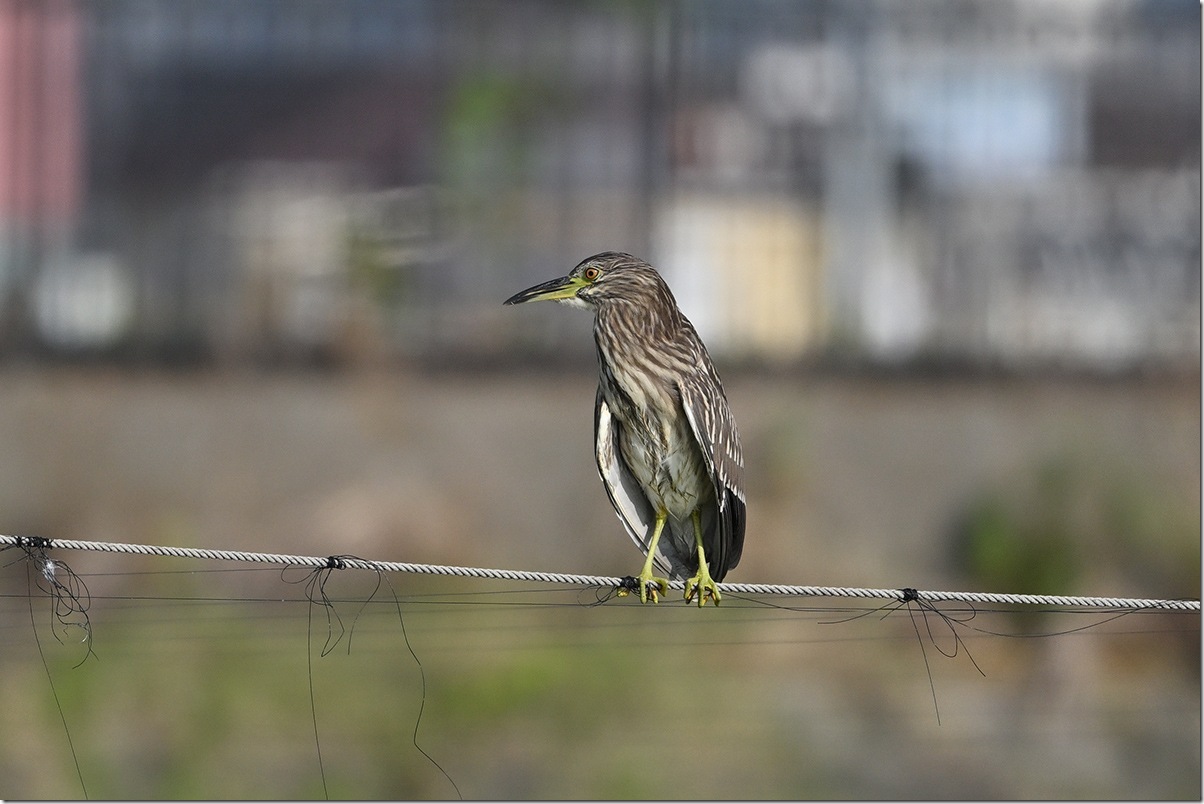 Z8M_8811_blog