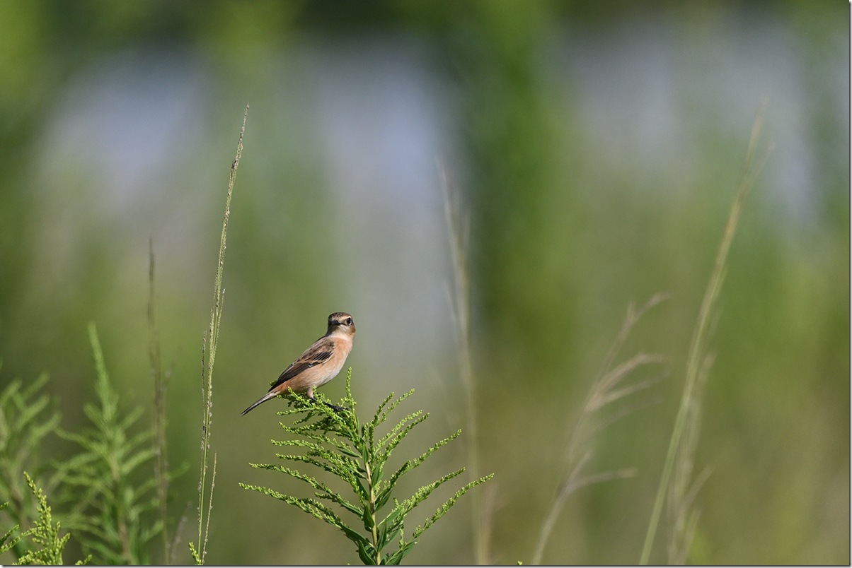Z9M_0561_blog