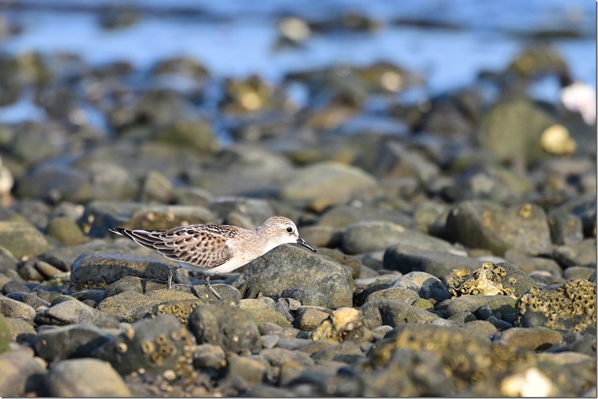 Z9M_6838_blog
