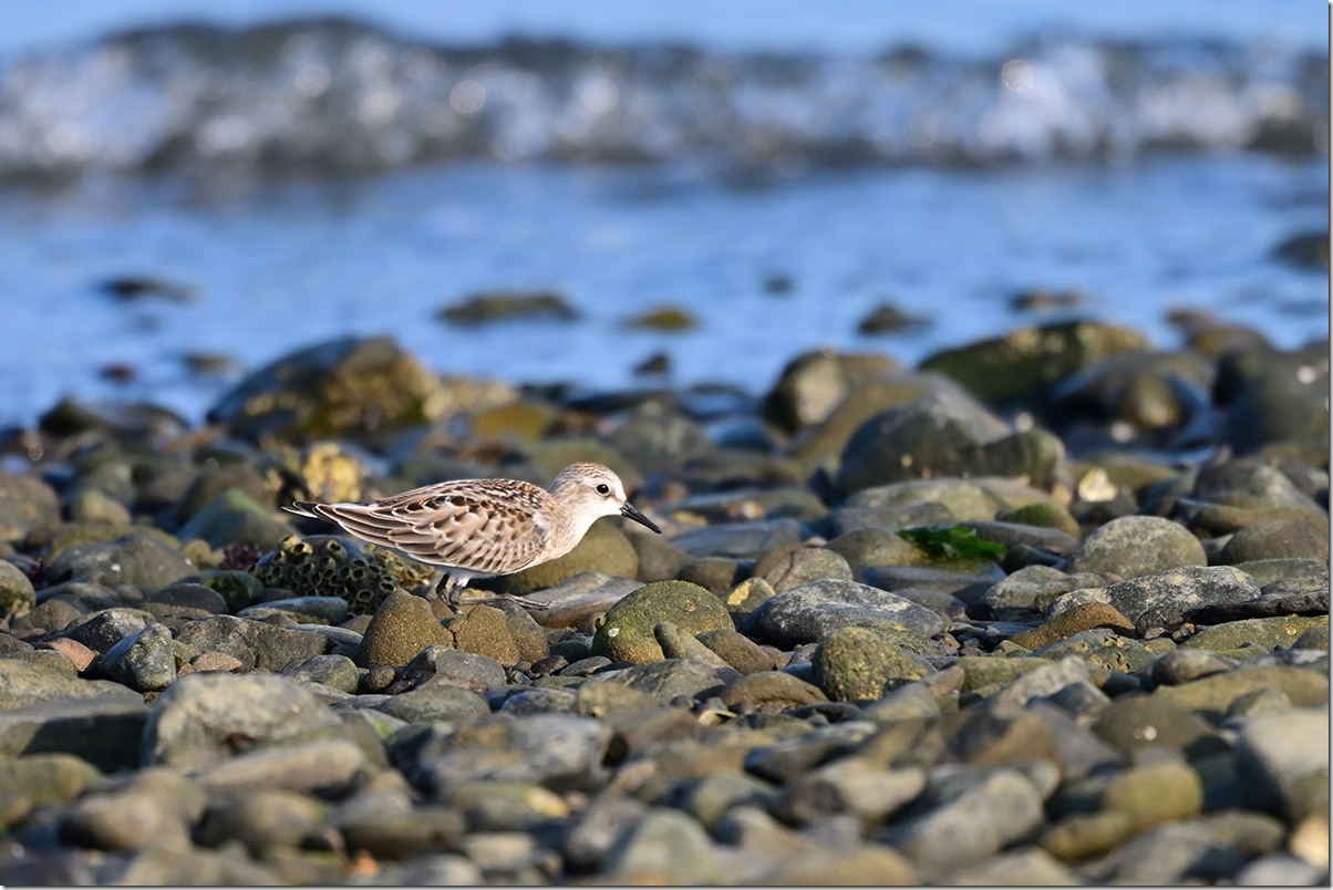 Z9M_6850_blog
