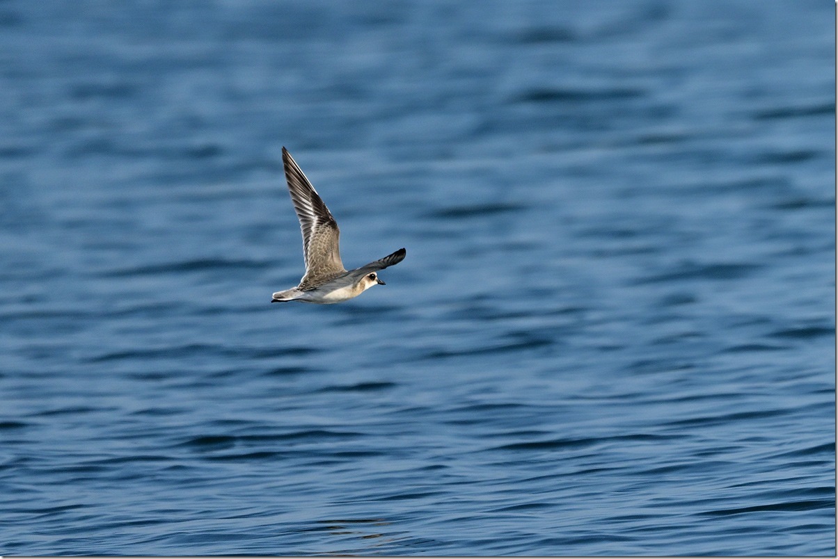 Z9M_7782_blog