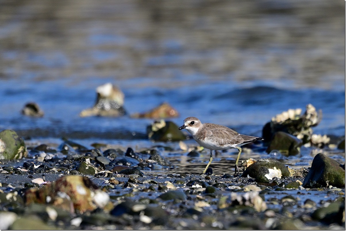 Z9M_7899_blog