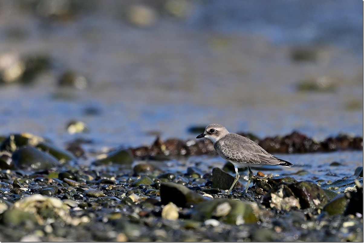 Z9M_8194_blog