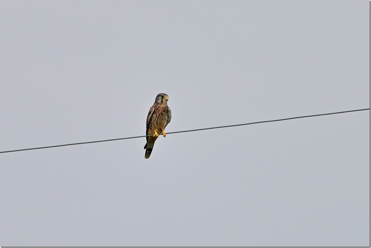 Z9M_8621_blog