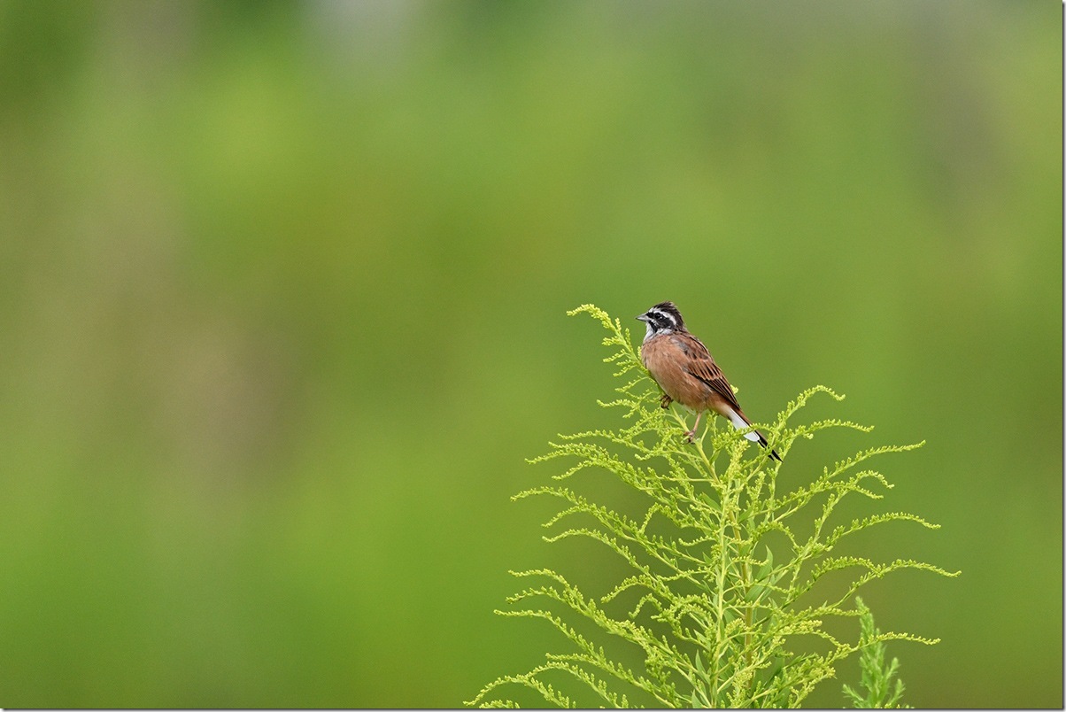 Z9M_8625_blog