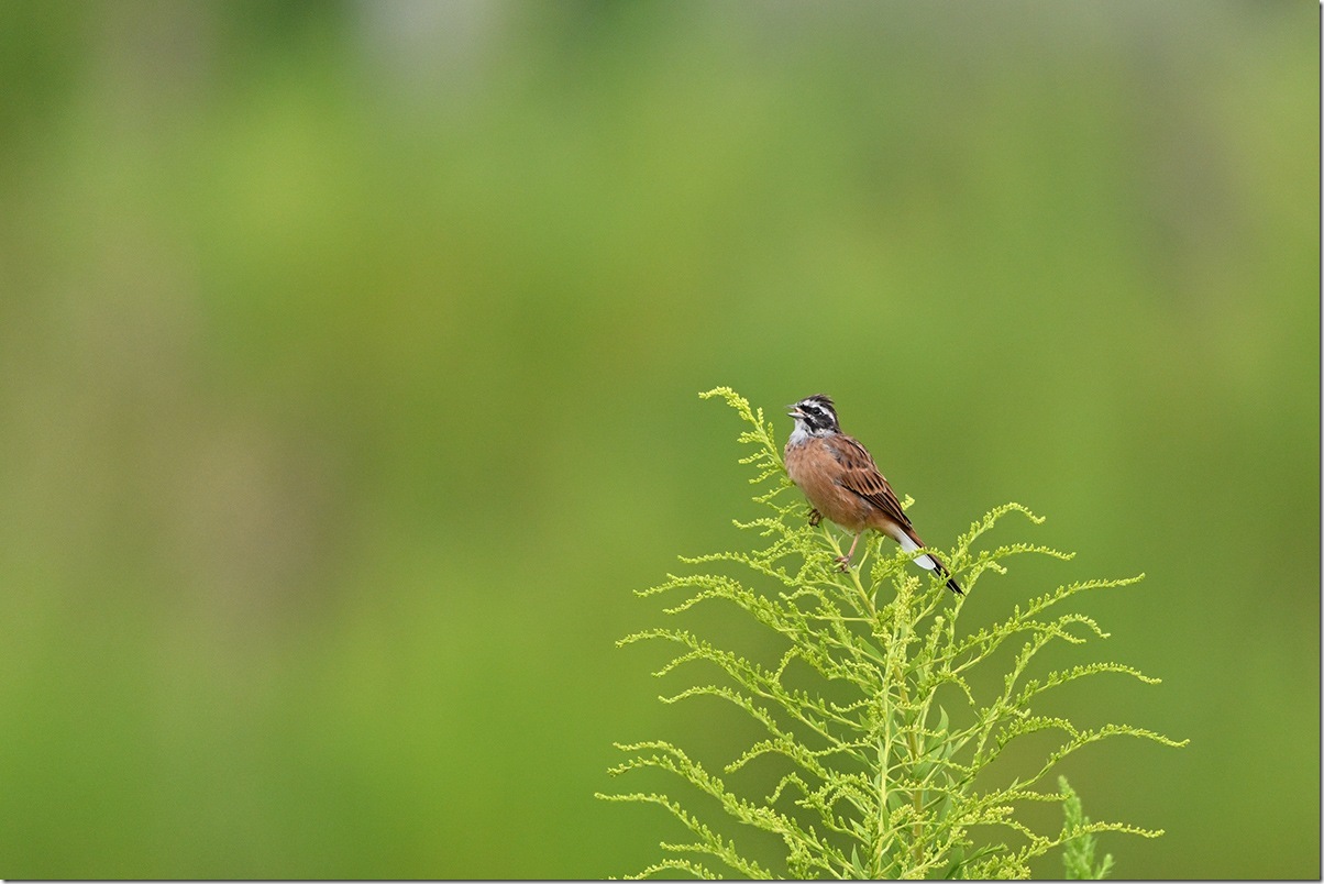 Z9M_8630_blog