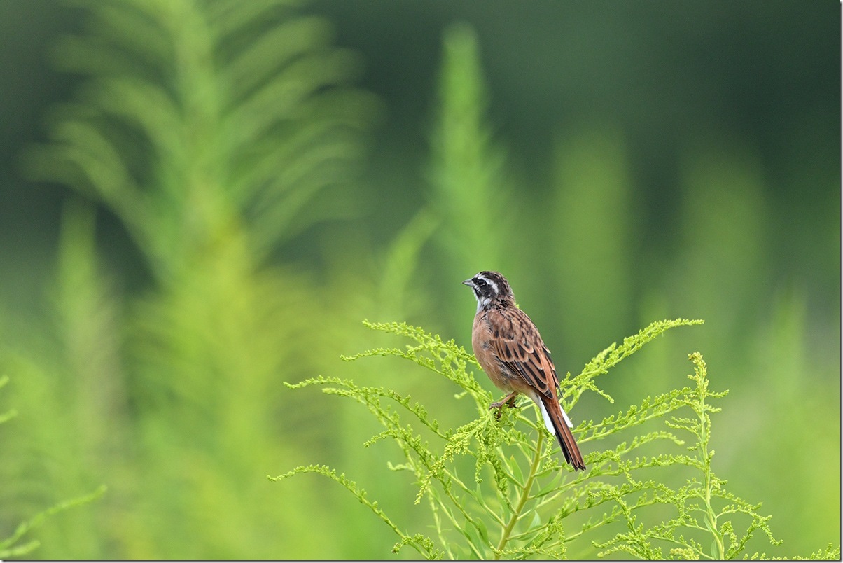 Z9M_8637_blog