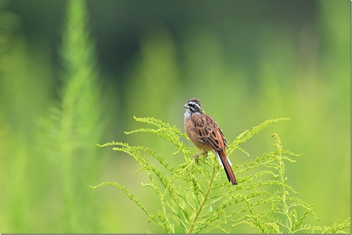 Z9M_8668_blog