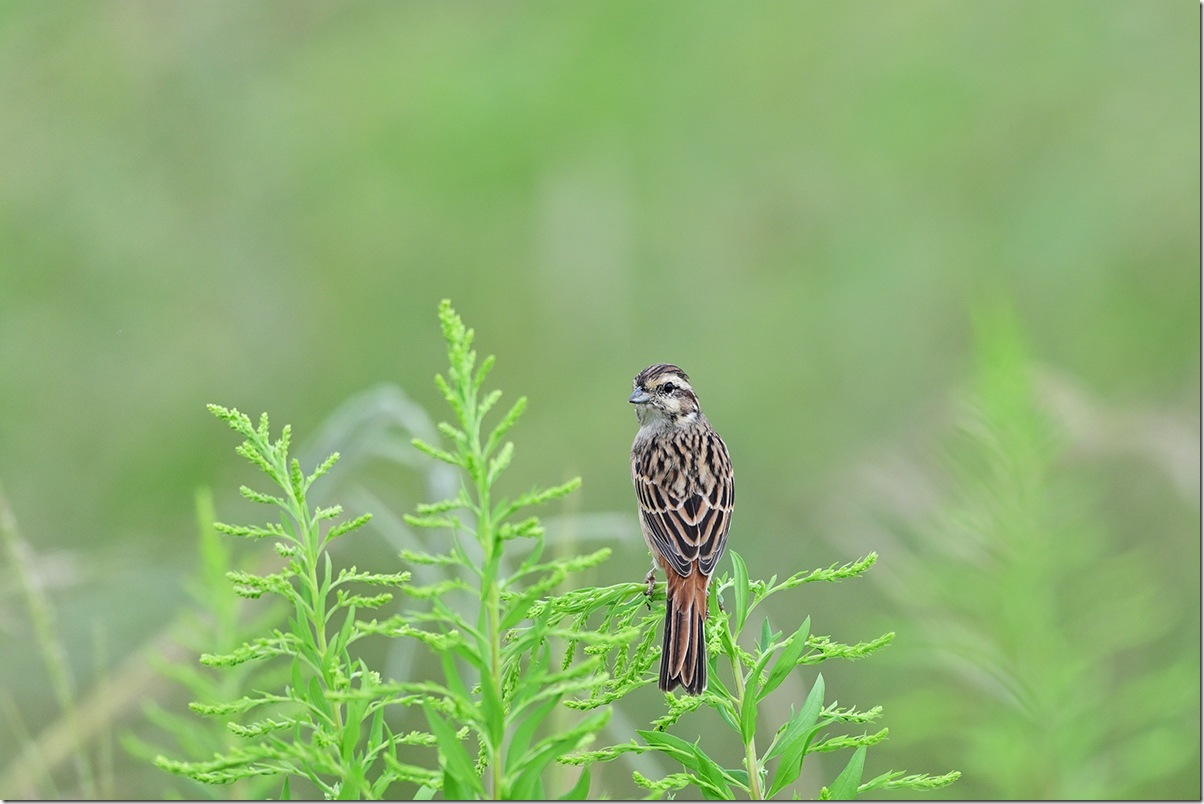 Z9M_8822_blog