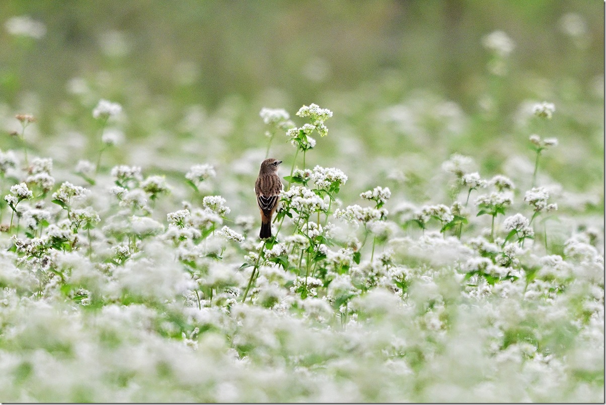 Z9M_9389_blog