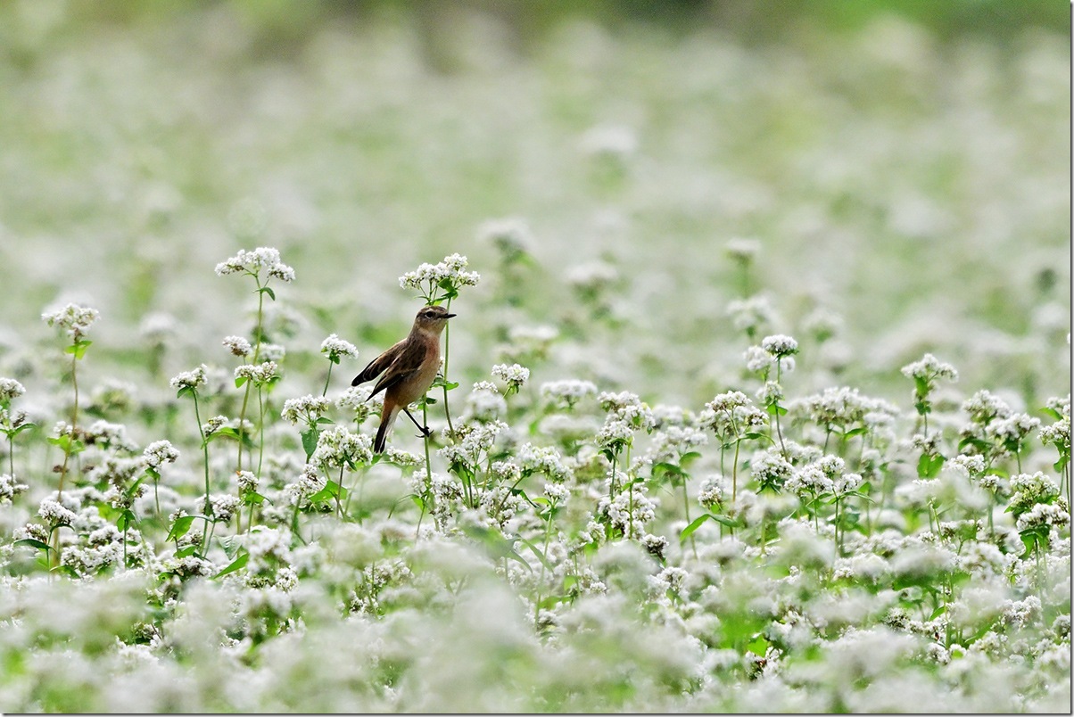 Z9M_9444_blog