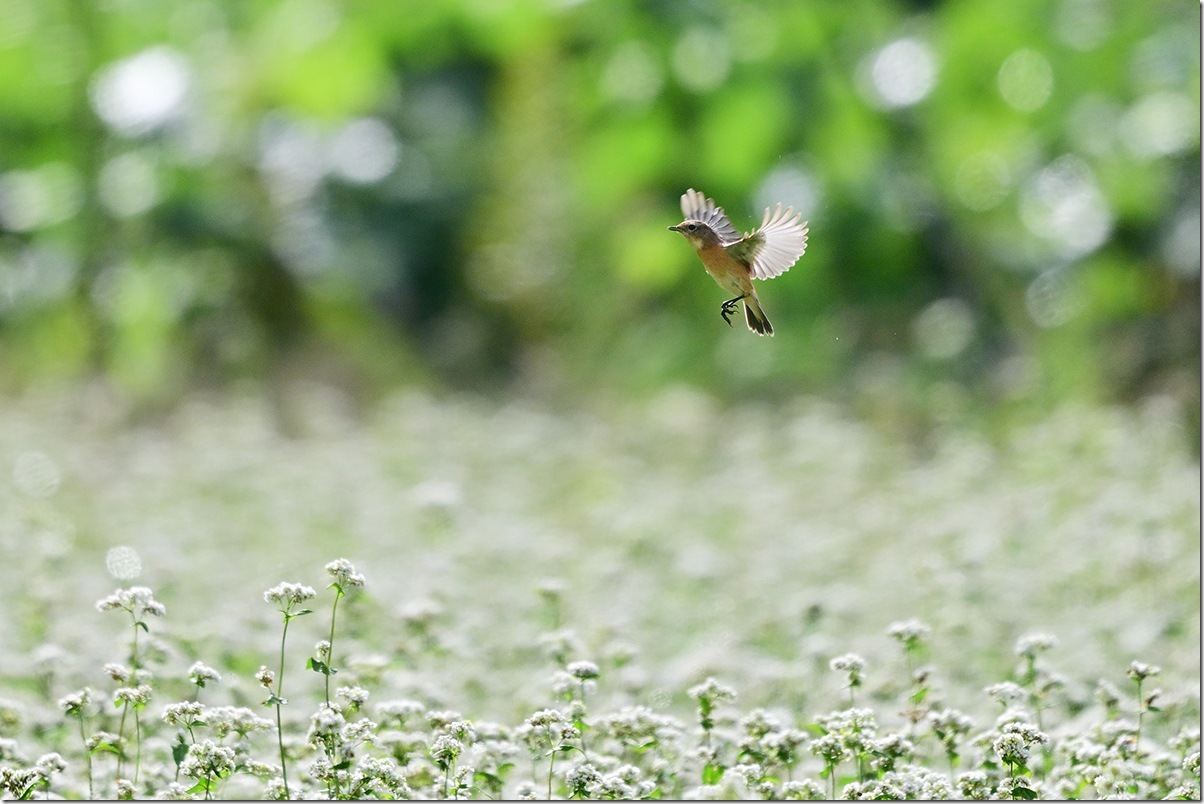 Z9M_9523_blog