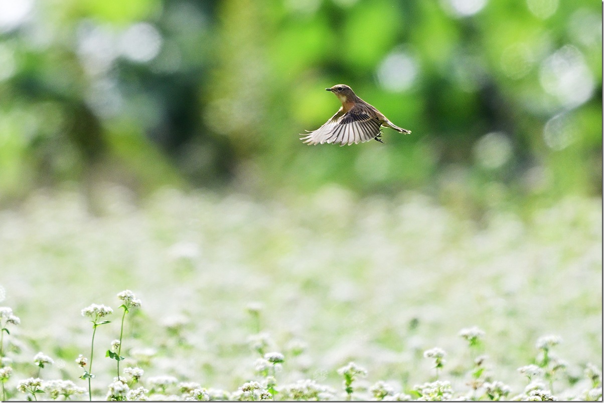 Z9M_9525_blog