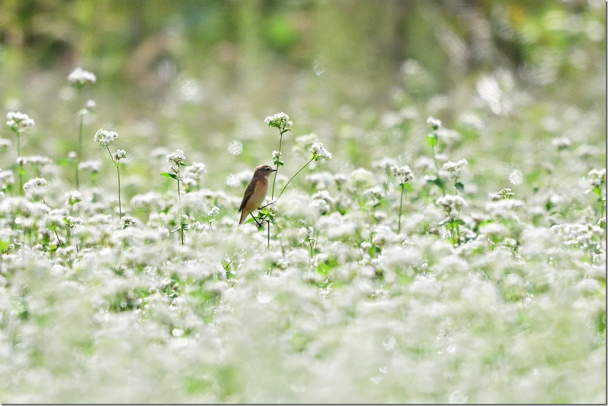 Z9M_9539_blog