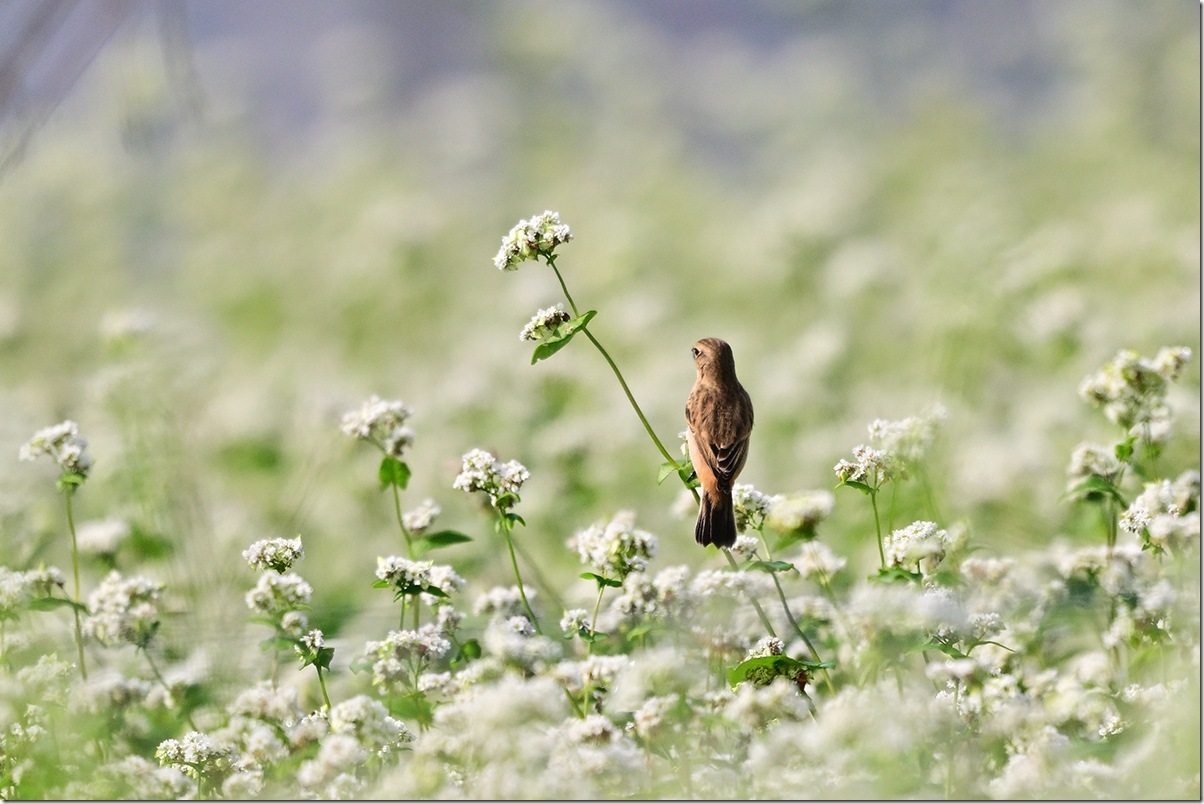 Z9M_9575_blog
