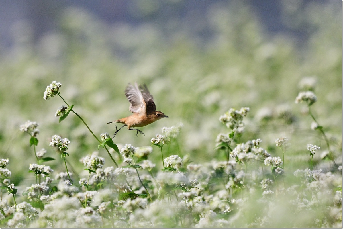 Z9M_9584_blog