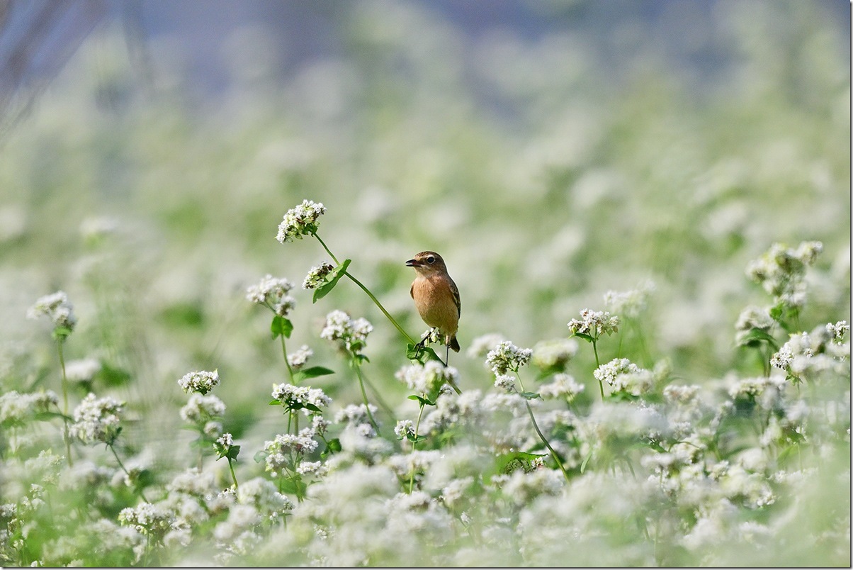 Z9M_9602_blog