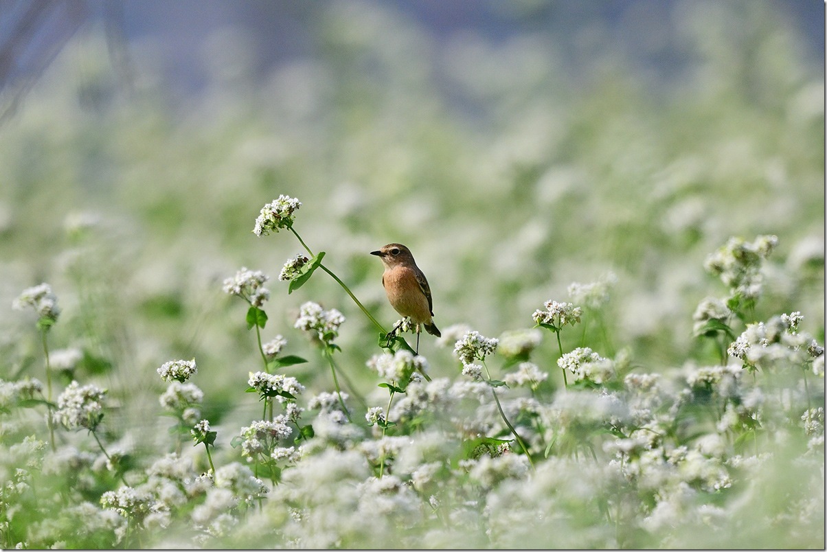 Z9M_9604_blog