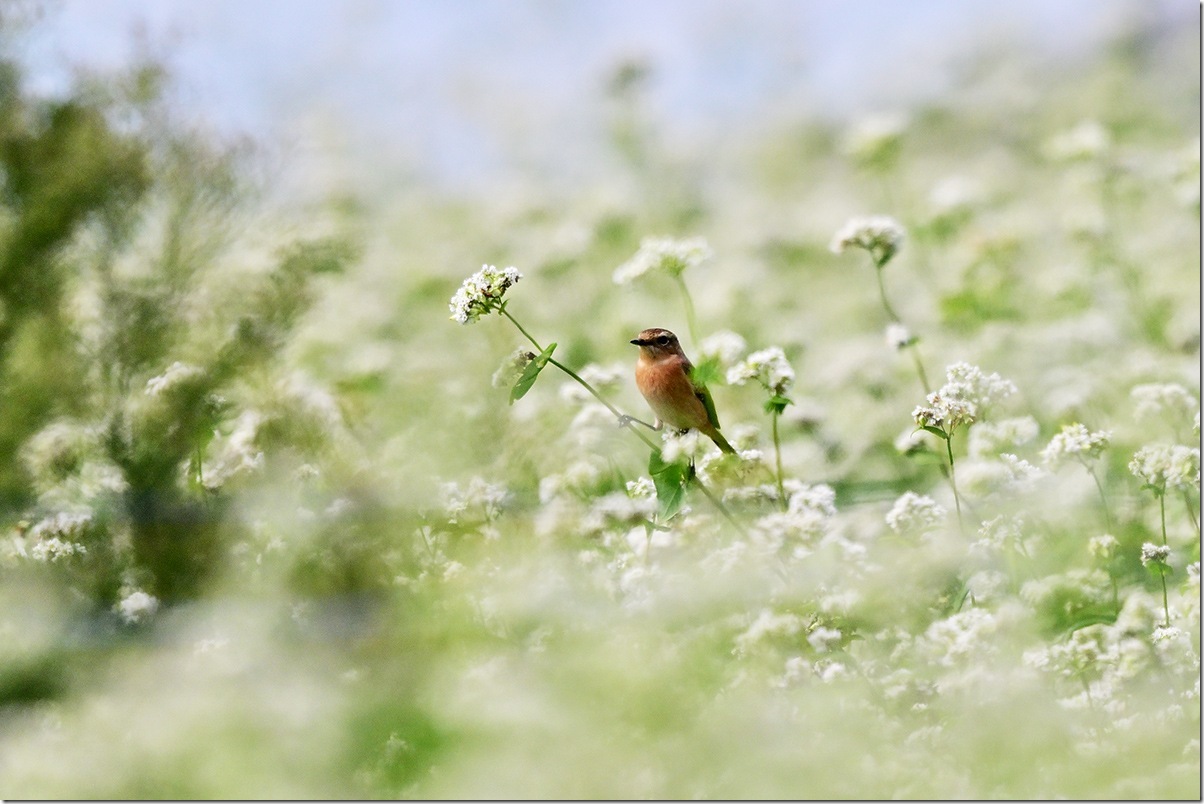 Z9M_9731_blog