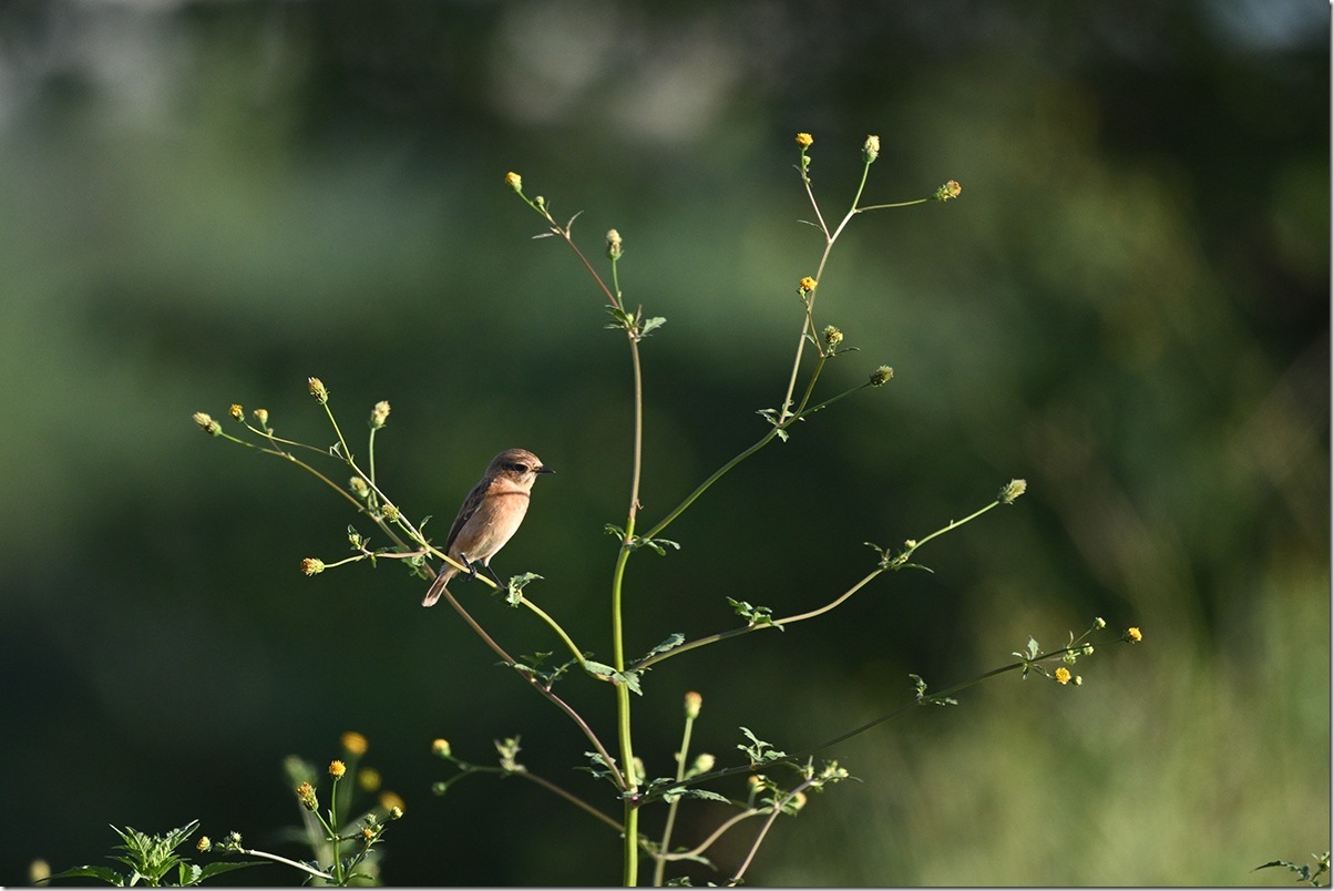 Z9M_9918_blog
