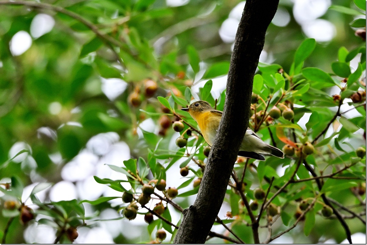 Z8M_0520_blog Z8M_0520_blog