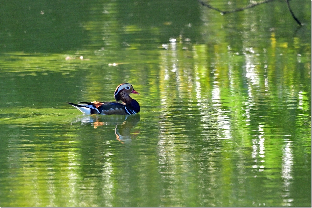 Z8M_0521_blog
