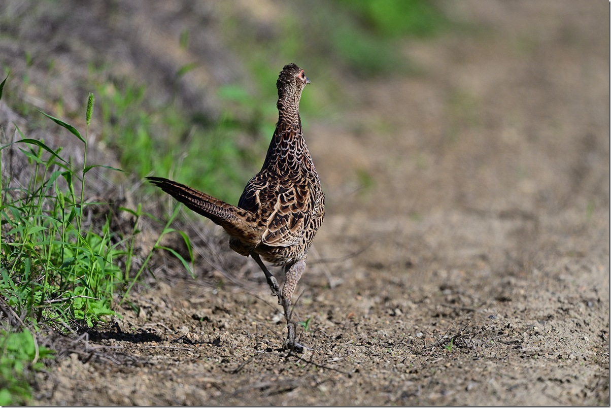 Z8M_0684_blog