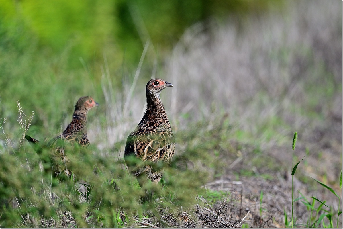 Z8M_0779_blog