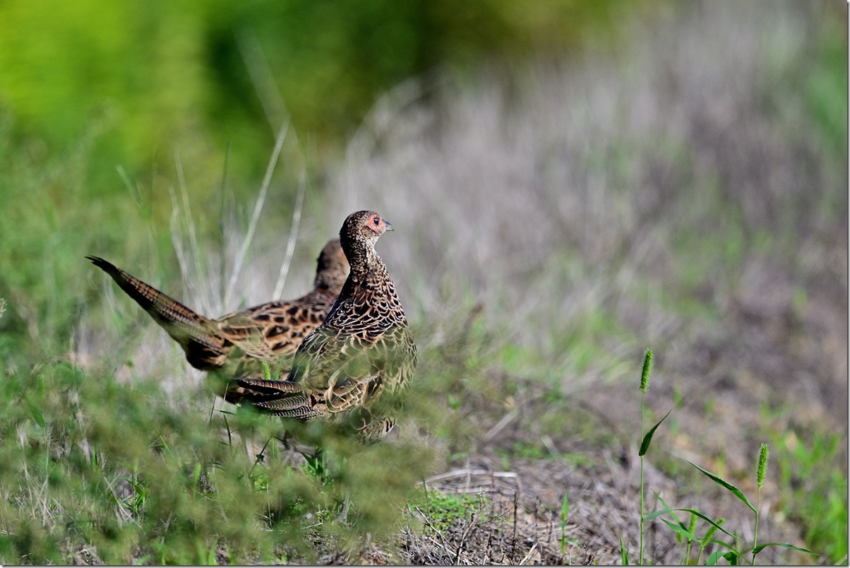 Z8M_0782_blog