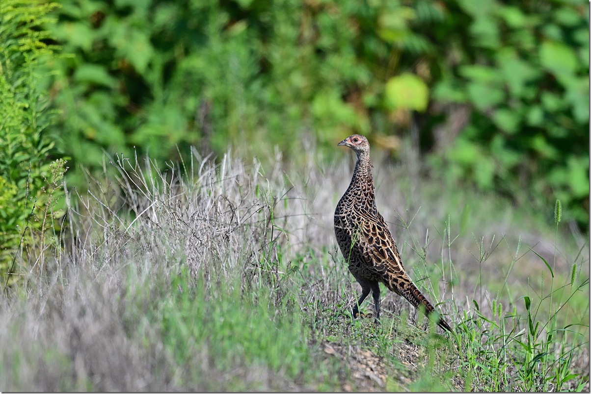 Z8M_0839_blog