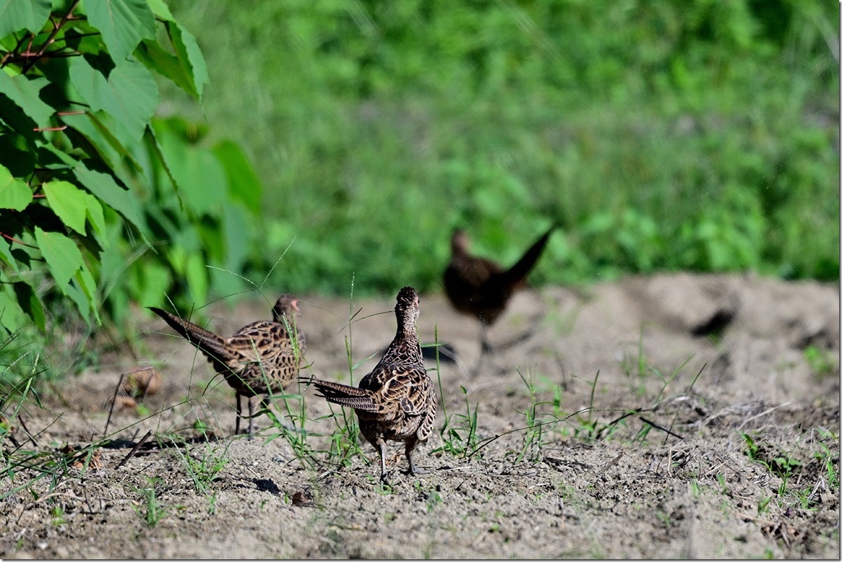 Z8M_0873_blog