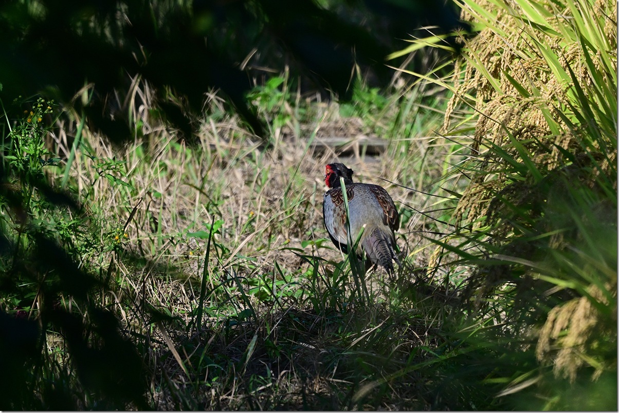 Z8M_0918_blog