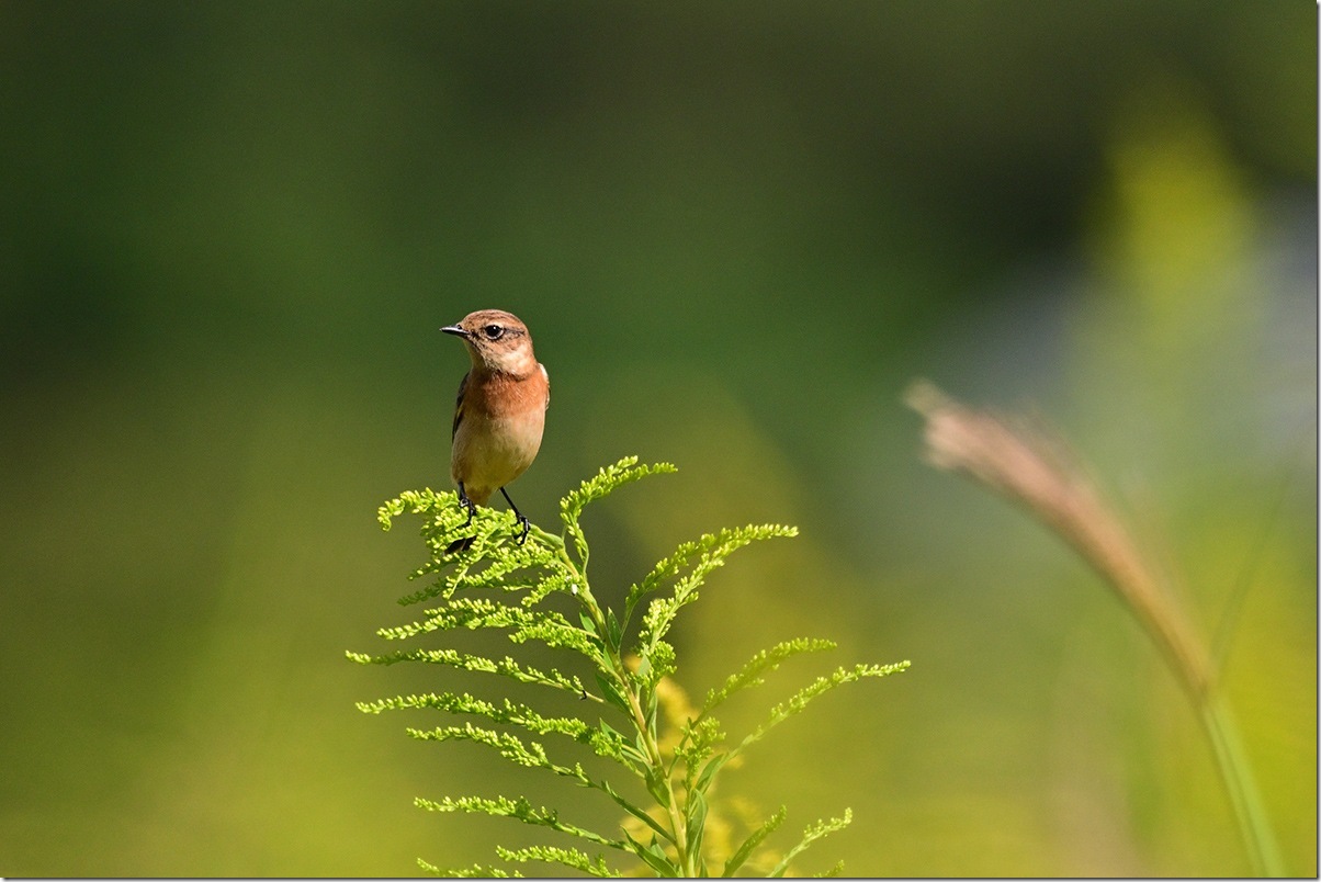 Z8M_1010_blog